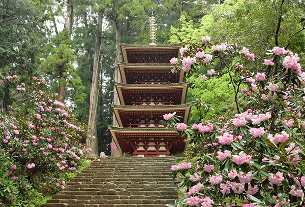 奈良 室生寺のシャクナゲ 石楠花 が美しくて 一人旅初日に写真0枚撮る