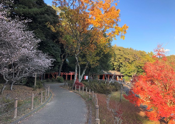 秋の奈良一人旅で橿原神宮を参拝 冬桜 紅葉 イチョウ並木をめでる